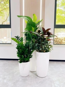 专业植物出租，让宁波前湾绽放别样光彩